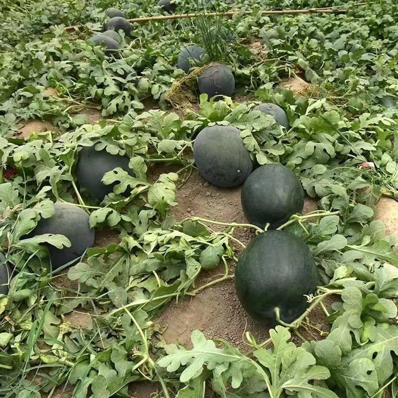特大景蜜宝2号西瓜种子大果椭圆形黑绿色皮大红瓤西瓜种籽