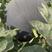 A级黑老大黑皮红瓤无籽西瓜种子超甜特大巨型懒汉南北方种植