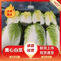 精品黄心大白菜，山东白菜4-6走市场，6-8加工厂大量库存