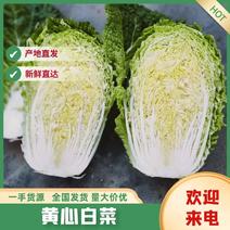 【新鲜上市】精品黄心白菜产地直发4~6斤规格齐全耐储存