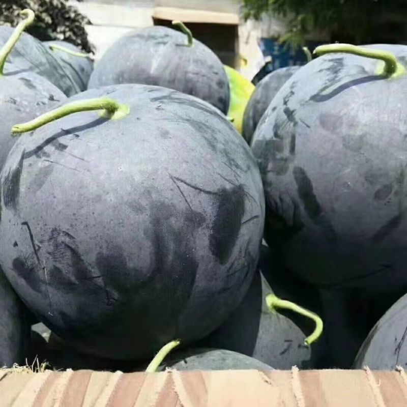 金露无籽西瓜种子黄肉西瓜黑皮黄瓤春夏季种植超甜水果黄心瓜