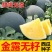 金露无籽西瓜种子黄肉西瓜黑皮黄瓤春夏季种植超甜水果黄心瓜