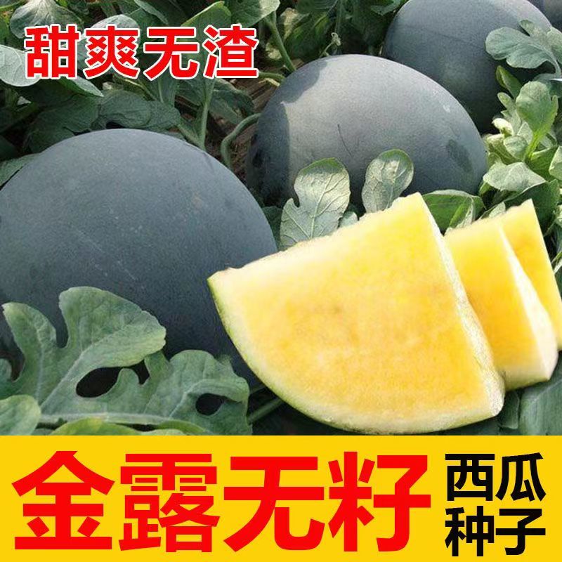金露无籽西瓜种子黄肉西瓜黑皮黄瓤春夏季种植超甜水果黄心瓜