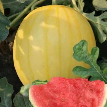 金太阳无籽2号黄皮红瓤薄皮高产耐高温早熟超甜优质无籽西瓜