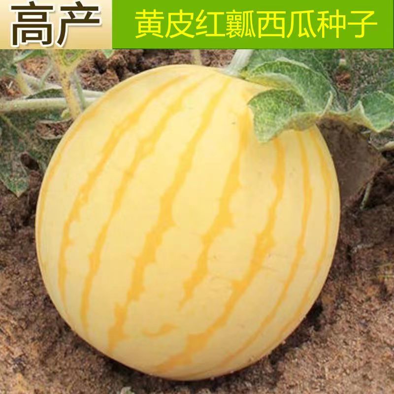 金太阳无籽2号黄皮红瓤薄皮高产耐高温早熟超甜优质无籽西瓜