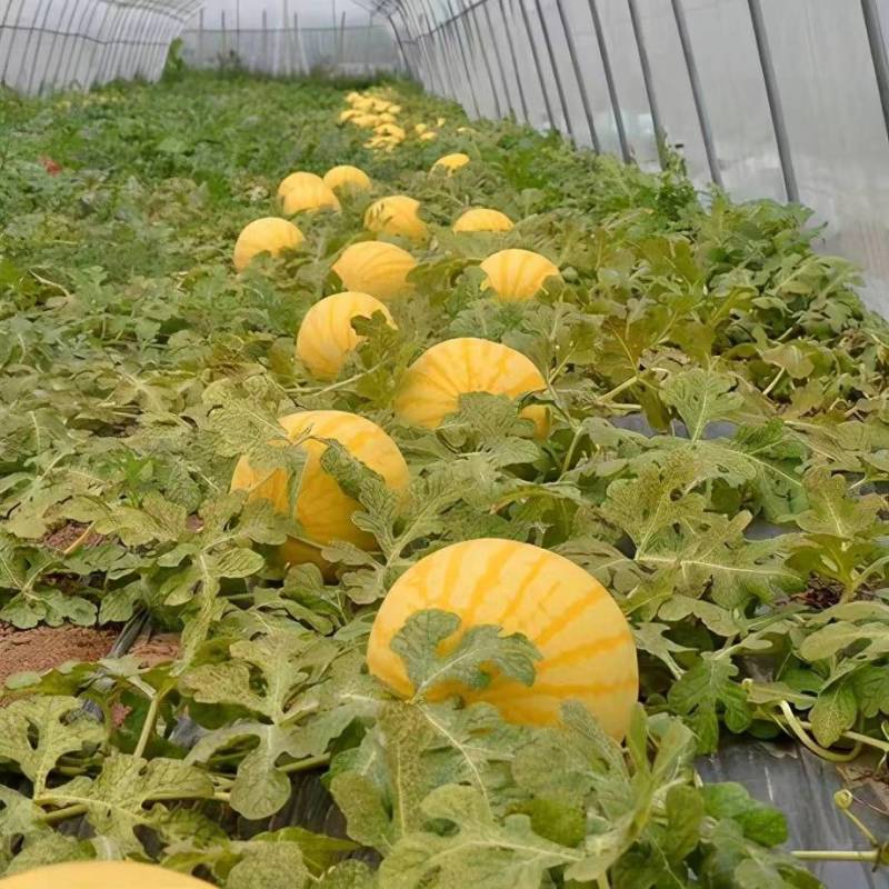 金太阳无籽2号黄皮红瓤薄皮高产耐高温早熟超甜优质无籽西瓜