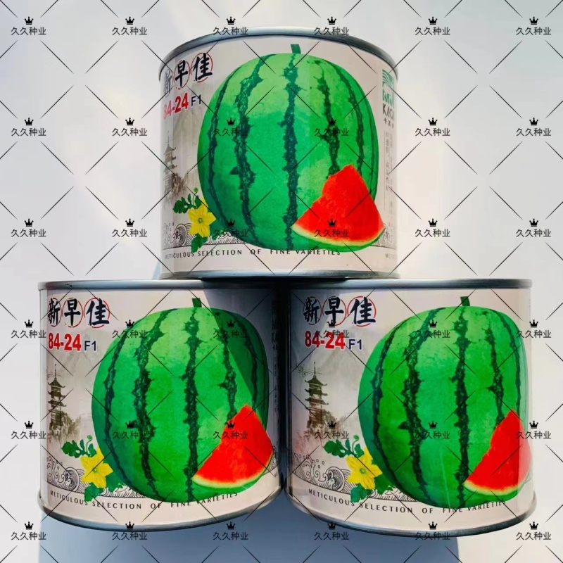 新早佳8424冰糖西瓜种子大户用种早熟麒麟瓜新疆西瓜种子