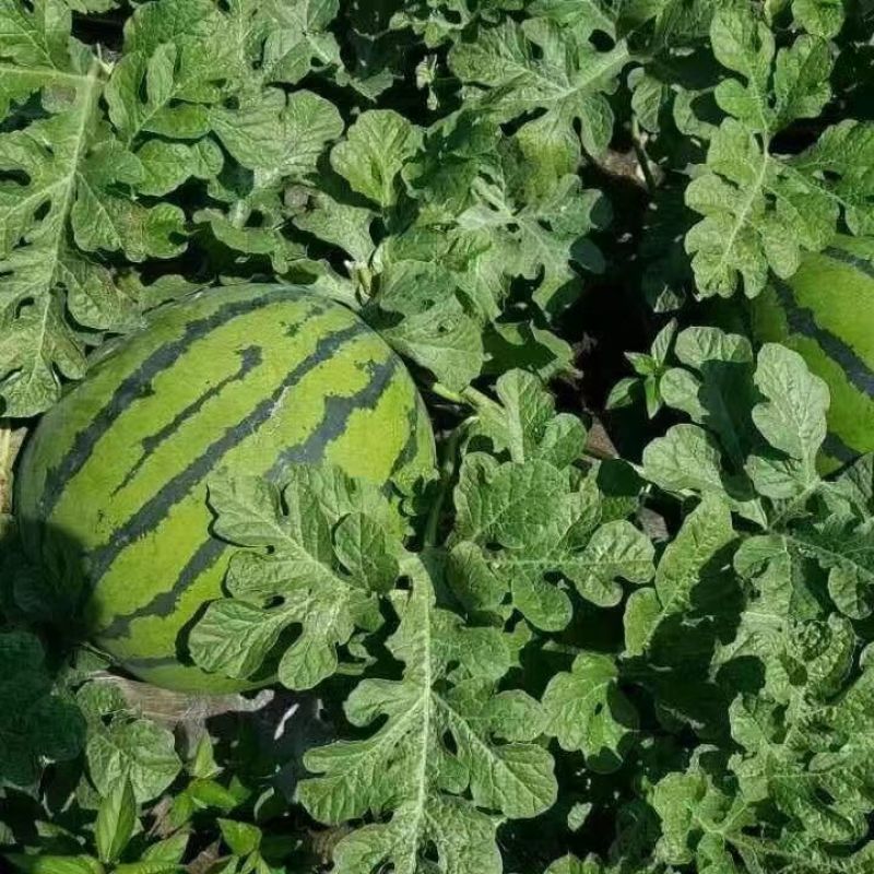 卡其硒砂大瓜西瓜种子超甜懒汉水果西瓜种子耐重茬特大西瓜种
