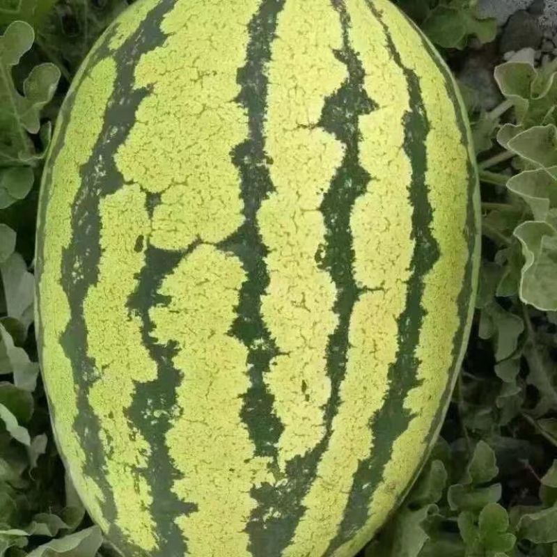 卡其硒砂大瓜西瓜种子超甜懒汉水果西瓜种子耐重茬特大西瓜种