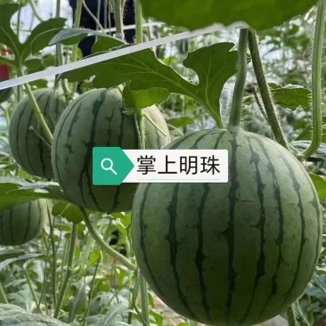 掌上明珠西瓜种子特甜早熟圆形礼品西瓜种子花皮红肉糖度高耐