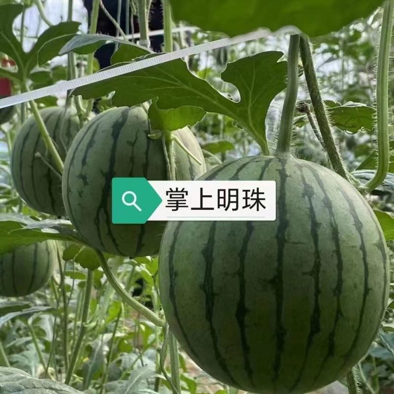 掌上明珠西瓜种子特甜早熟圆形礼品西瓜种子花皮红肉糖度高耐
