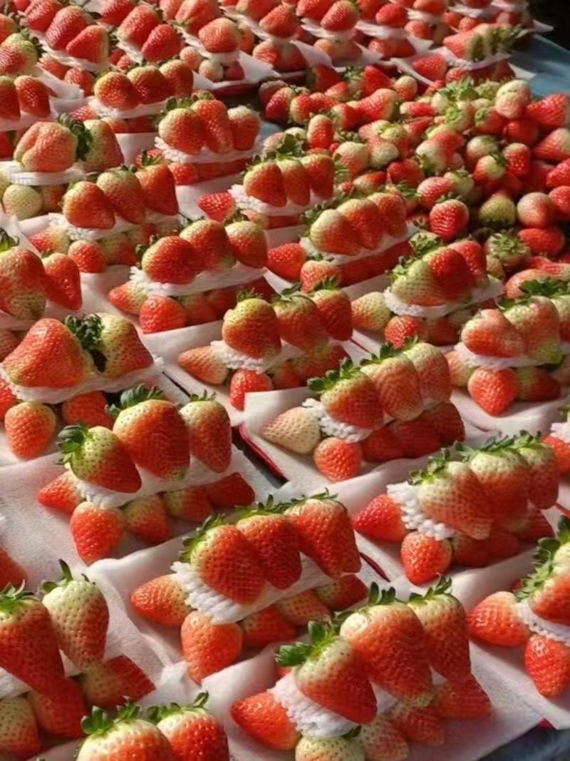 安徽阜阳天仙醉草莓种植产地一手货源价格稳定全国发