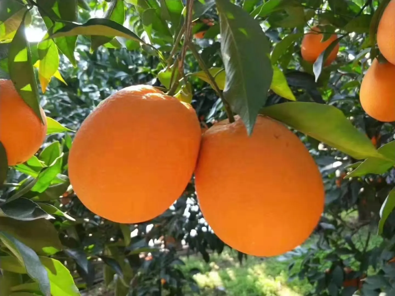 士纽荷，正宗土货品种，闻着青香，吃着香甜，永久留香，水果