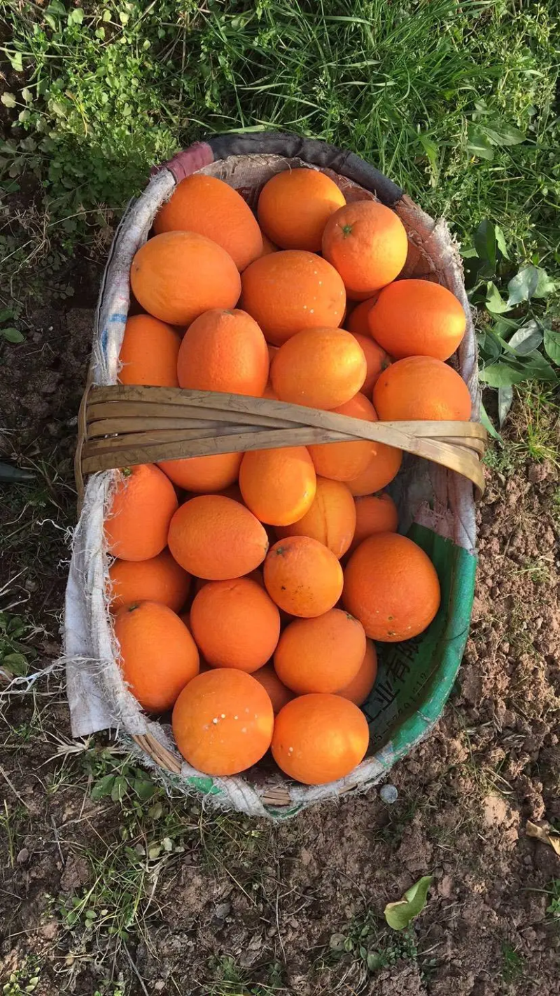 士纽荷，正宗土货品种，闻着青香，吃着香甜，永久留香，水果
