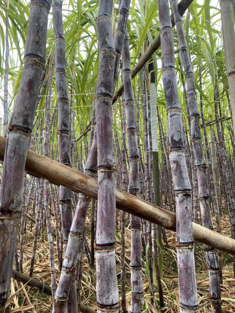 广东翁源黑皮甘蔗大量上市中产地一手货源直发欢迎咨询