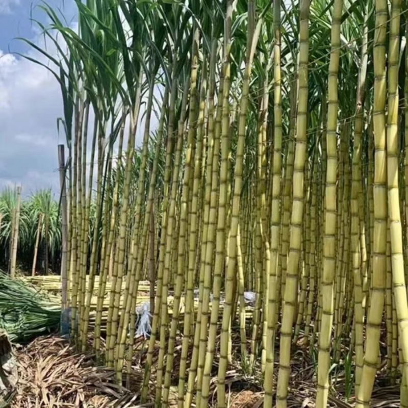 广东黄皮甘蔗大量上市中翁源县产地货源直发价格优惠欢迎采购