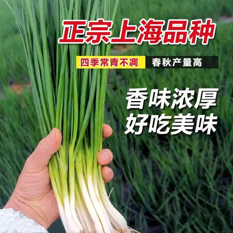 上海细香葱种子，四季香葱种子，香味浓厚，四季常青，抗病强