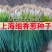 上海细香葱种子，四季香葱种子，香味浓厚，四季常青，抗病强