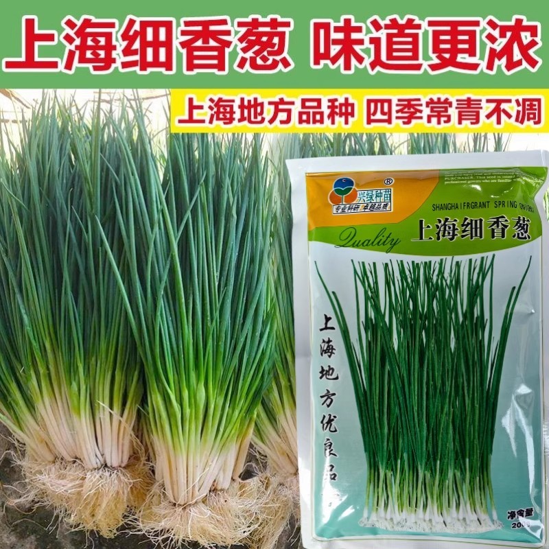 上海细香葱种子，四季香葱种子，香味浓厚，四季常青，抗病强