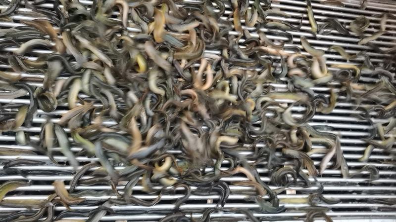 【精品推荐】广州荔湾区台湾泥鳅水产养殖基地一手货源价格
