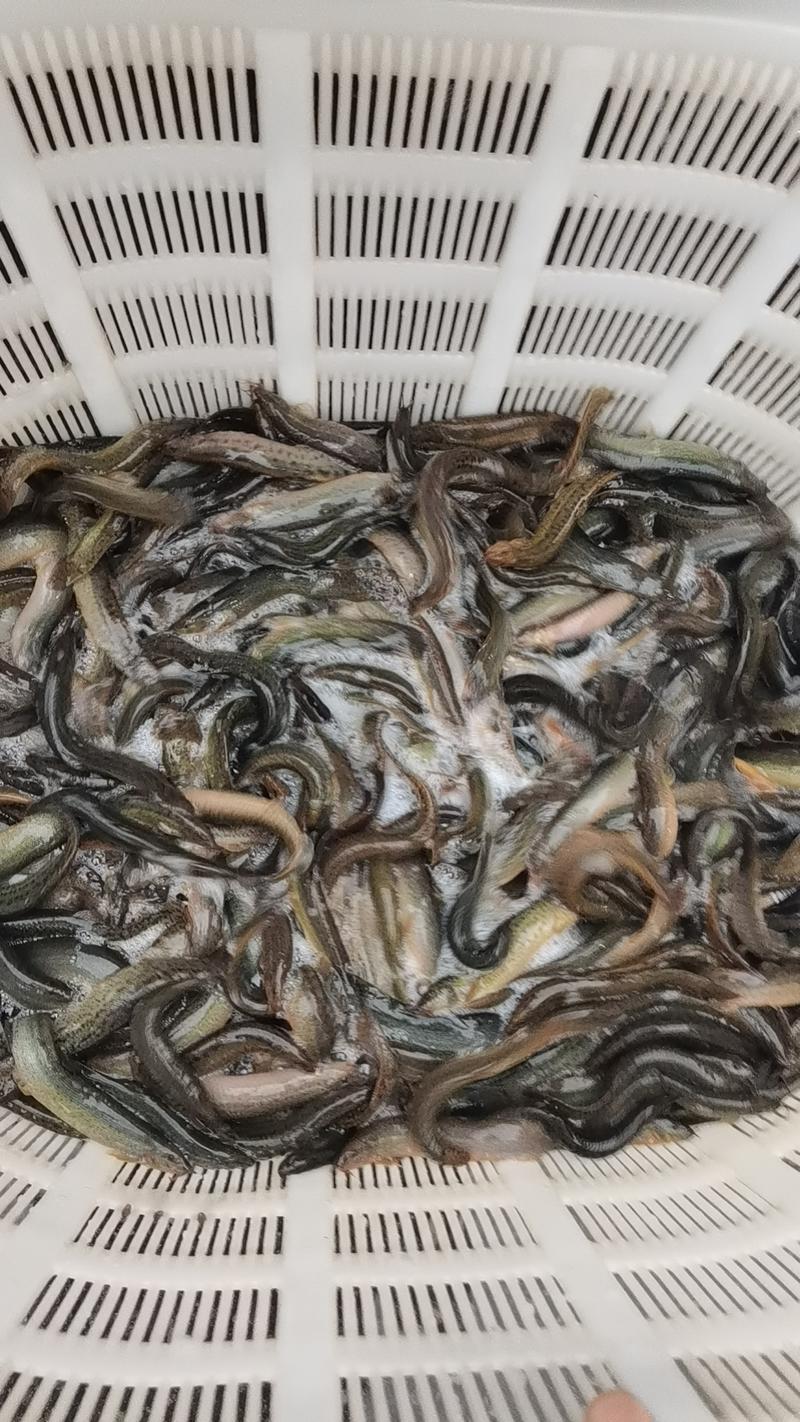 【精品推荐】广州荔湾区台湾泥鳅水产养殖基地一手货源价格