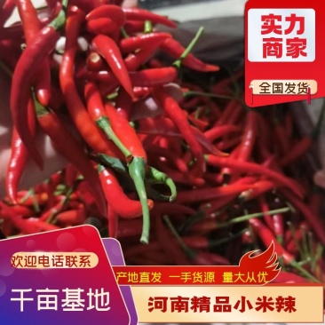 小米椒优质辣椒产地货供电商批发商档口欢迎联系
