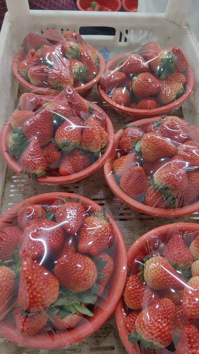 【精品】红颜草莓大量现货上市中安徽产地一手货源直发