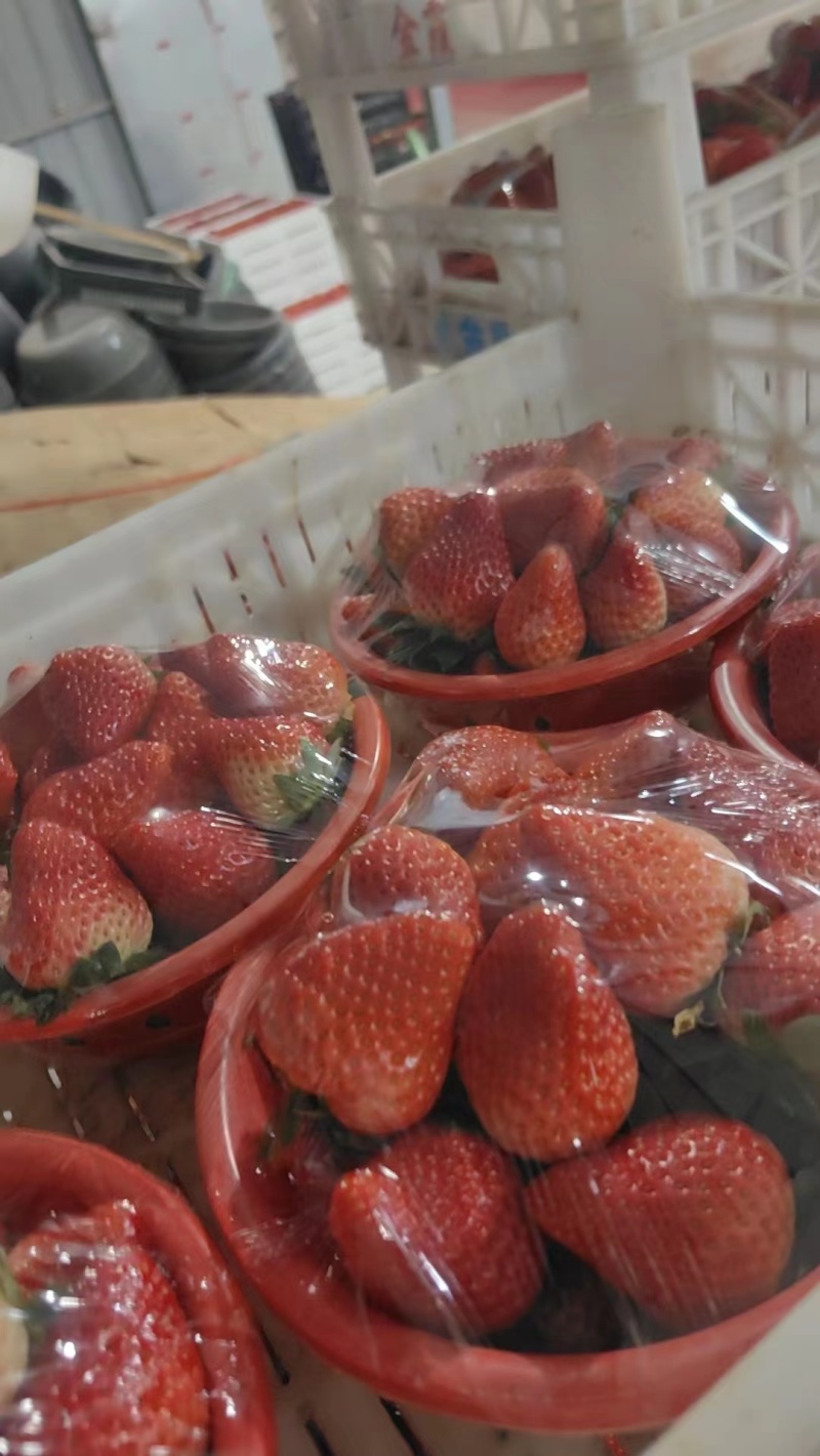 【精品】红颜草莓大量现货上市中安徽产地一手货源直发