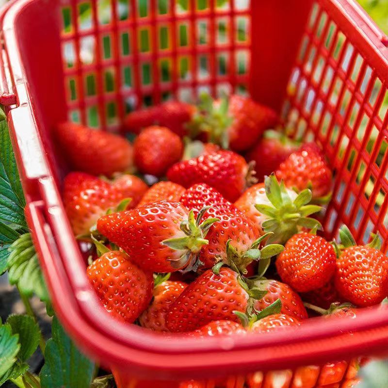 【精品】红颜草莓大量现货上市中安徽产地一手货源直发