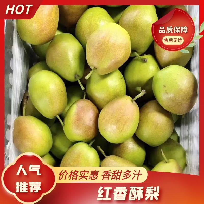 山西临猗冷库红香酥梨大量出库中，对接电商，商超，批发市场