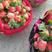 江苏邳州市港上镇万亩草莓新鲜个大口感好产地发货
