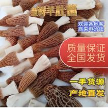 【热卖】优质供货电商，新鲜羊肚菌，江苏徐州，全国