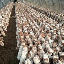 【推荐】江西乐平市鲜香菇种植基地一手货源价格稳定供货
