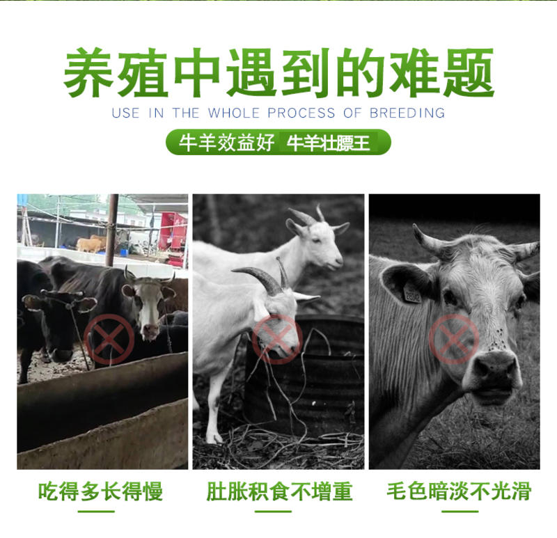 牛羊饲料添加剂改善牛羊动物肠道防止瘤胃胀气厂家直销