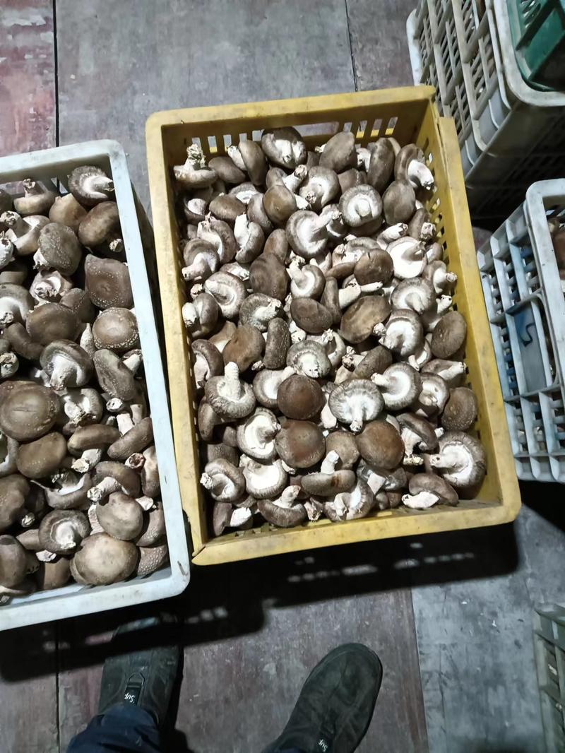 【推荐】江西乐平市鲜香菇种植基地一手货源价格稳定供货