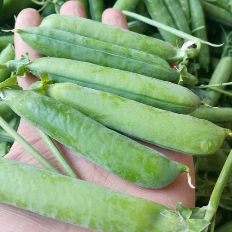 【精品】长寿仁豌豆产地一手货源直发量大价优欢迎采购