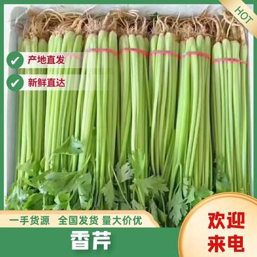 河北邯郸香芹基地产地发货保证质量可供商超市场
