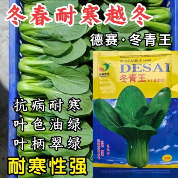 冬青王青梗菜种子，抗病，耐寒，叶色油绿，叶柄翠绿，高配种
