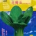 冬青王青梗菜种子，抗病，耐寒，叶色油绿，叶柄翠绿，高配种