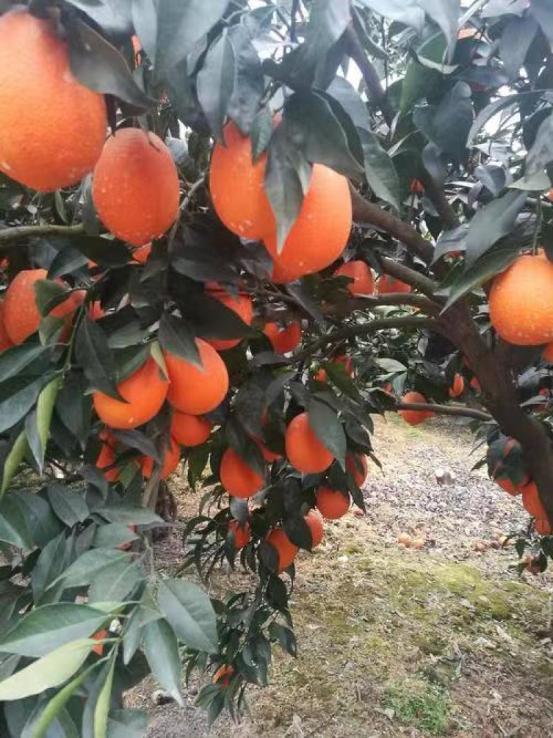 湖北秭归圆虹纽荷尔脐橙，产地直供量大价优欢迎电话