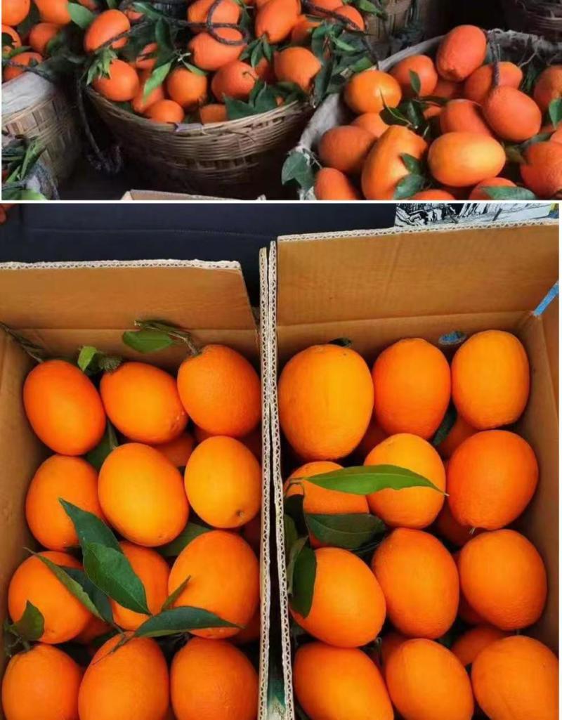 湖北秭归圆虹纽荷尔脐橙，产地直供量大价优欢迎电话