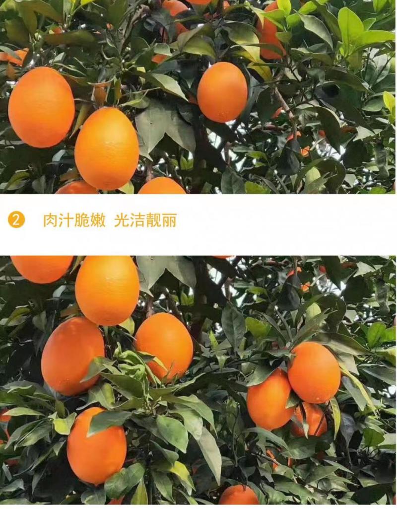 【优质货】湖北秭归长虹，纽荷尔脐橙，产地一手货源，品质保证