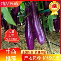 【精品长茄】广东湛江徐闻，紫长茄子，质量保证，颜色鲜艳