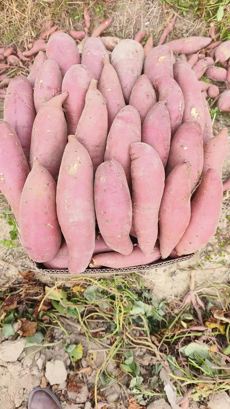 广薯红薯西瓜红产地直发货源充足，保质保量口感好欢迎咨询