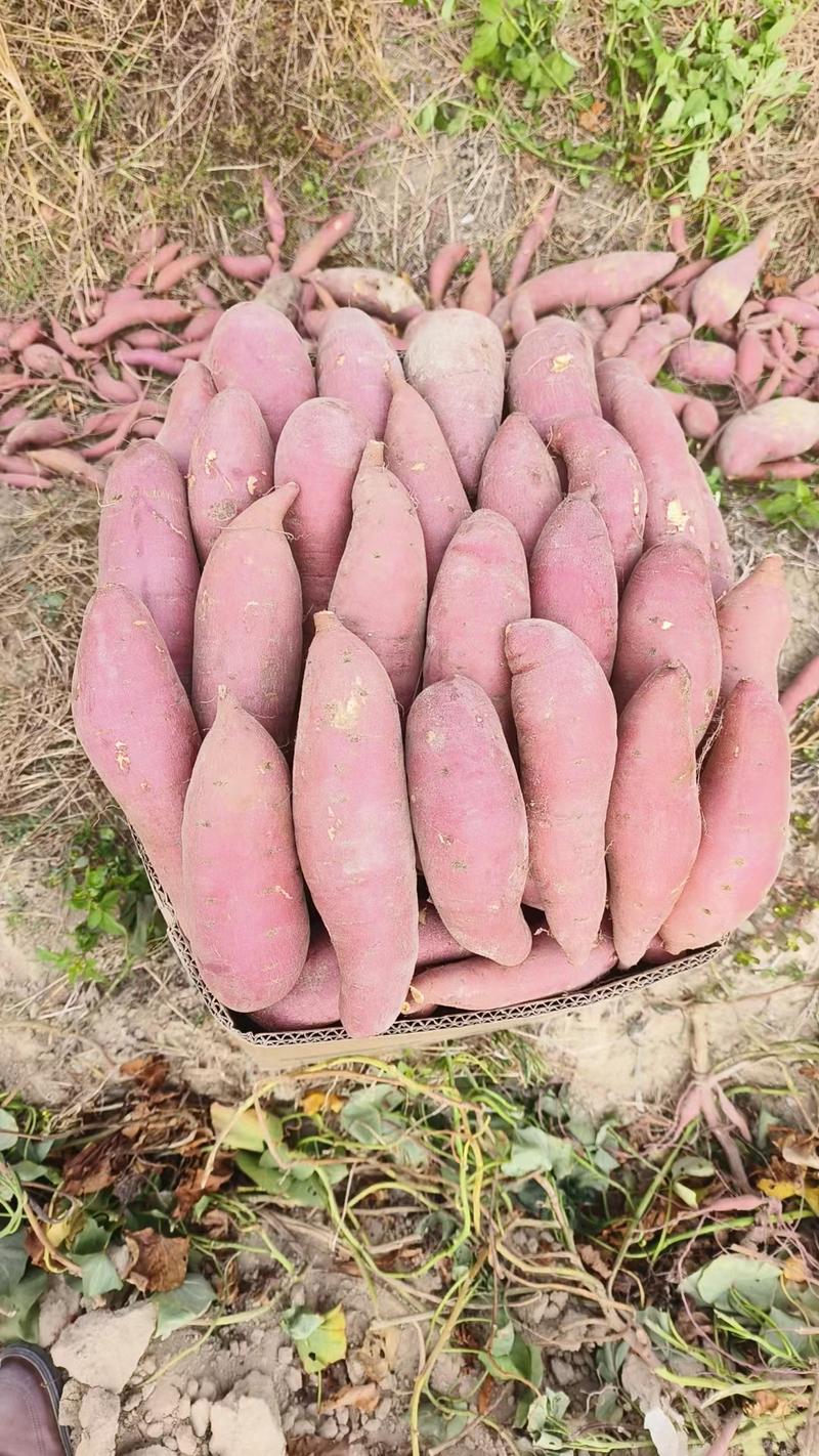 广薯红薯西瓜红产地直发货源充足，保质保量口感好欢迎咨询