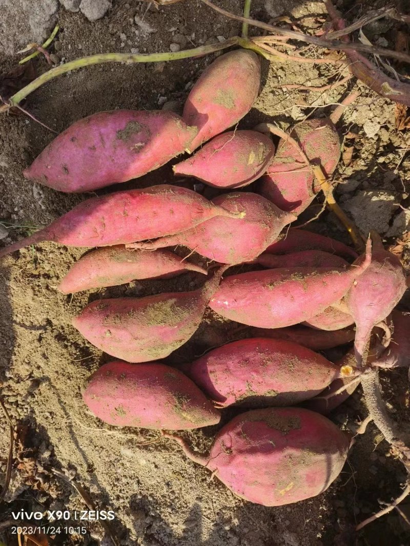 湖北大叶电商平台红皮红心支持各类包装质量保证产地直供