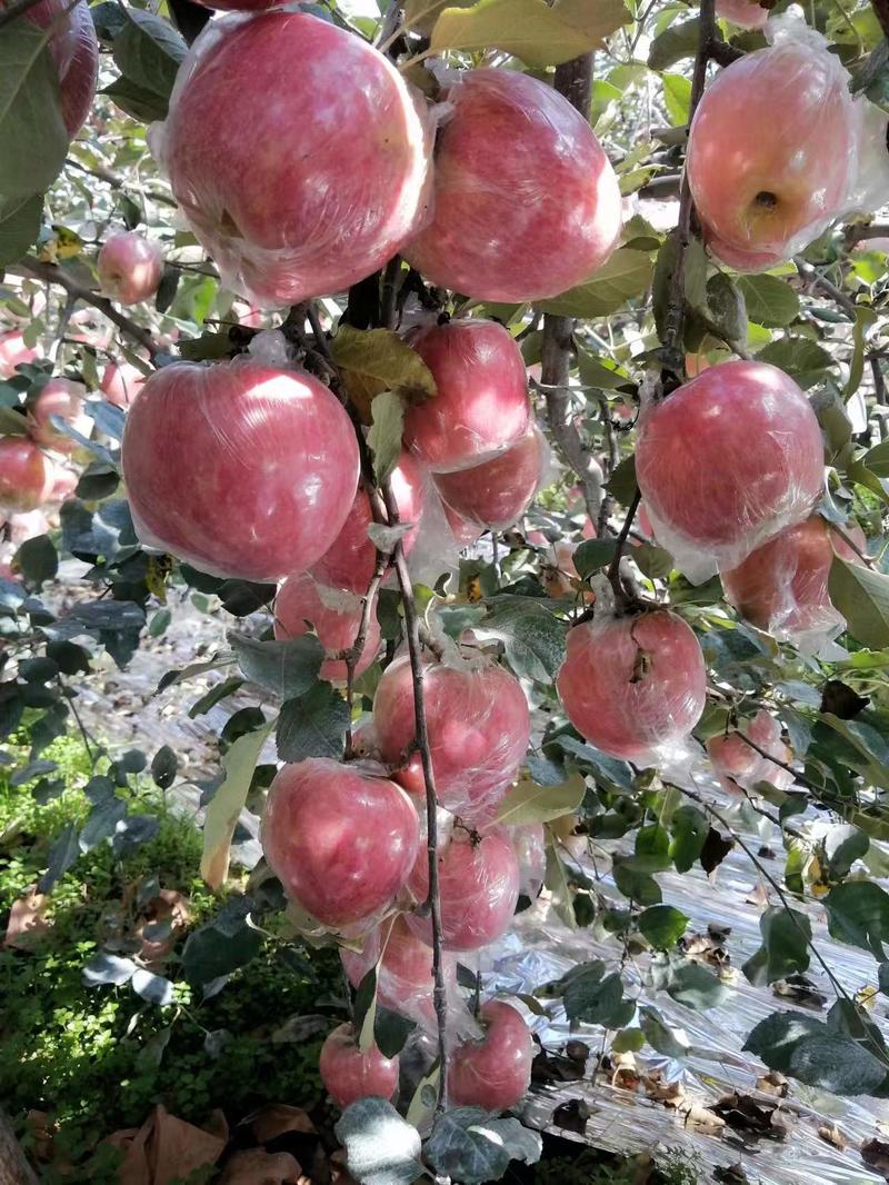 【甄选】山西精品冰糖心膜袋苹果大量供应价优欢迎致电