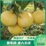 青媛葡萄柚，葡萄柚，果厂加工代办，对接全国批发市场