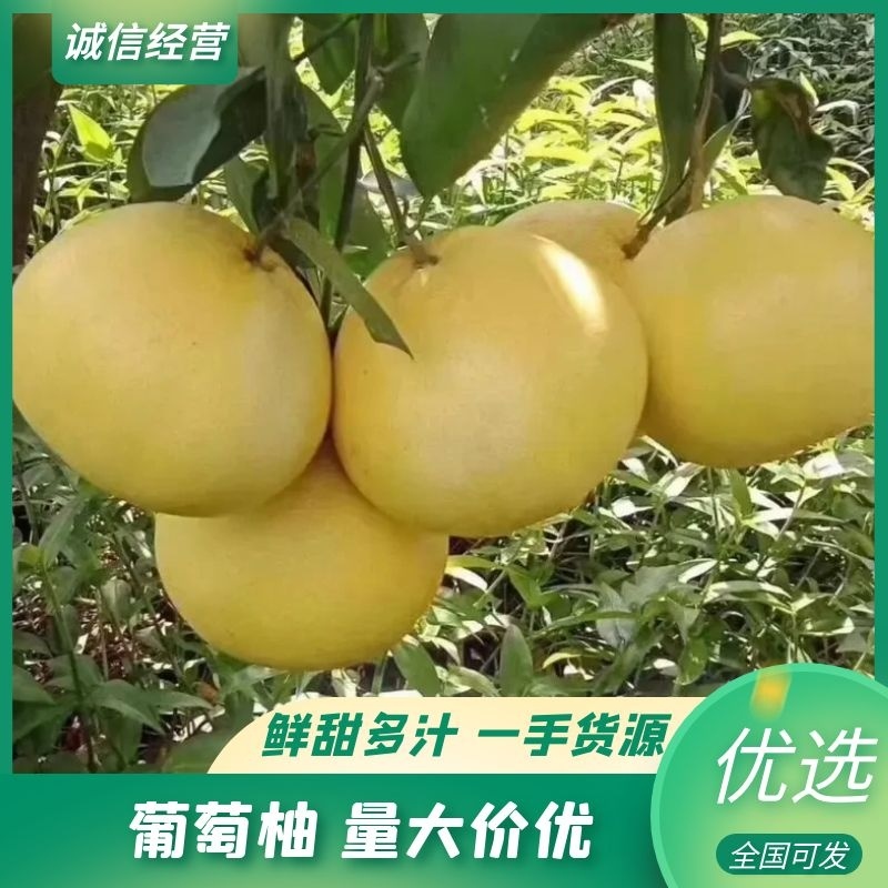 青媛葡萄柚，葡萄柚，果厂加工代办，对接全国批发市场