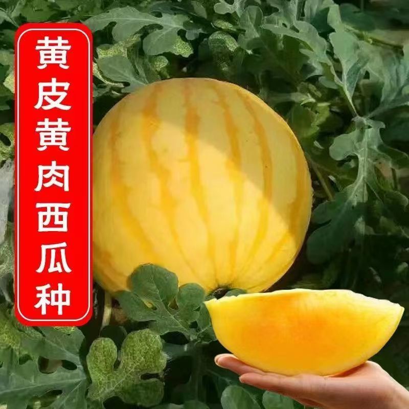 原装鼎优金中黄西瓜种子黄皮黄瓤瓤质细腻早熟高产抗病礼品